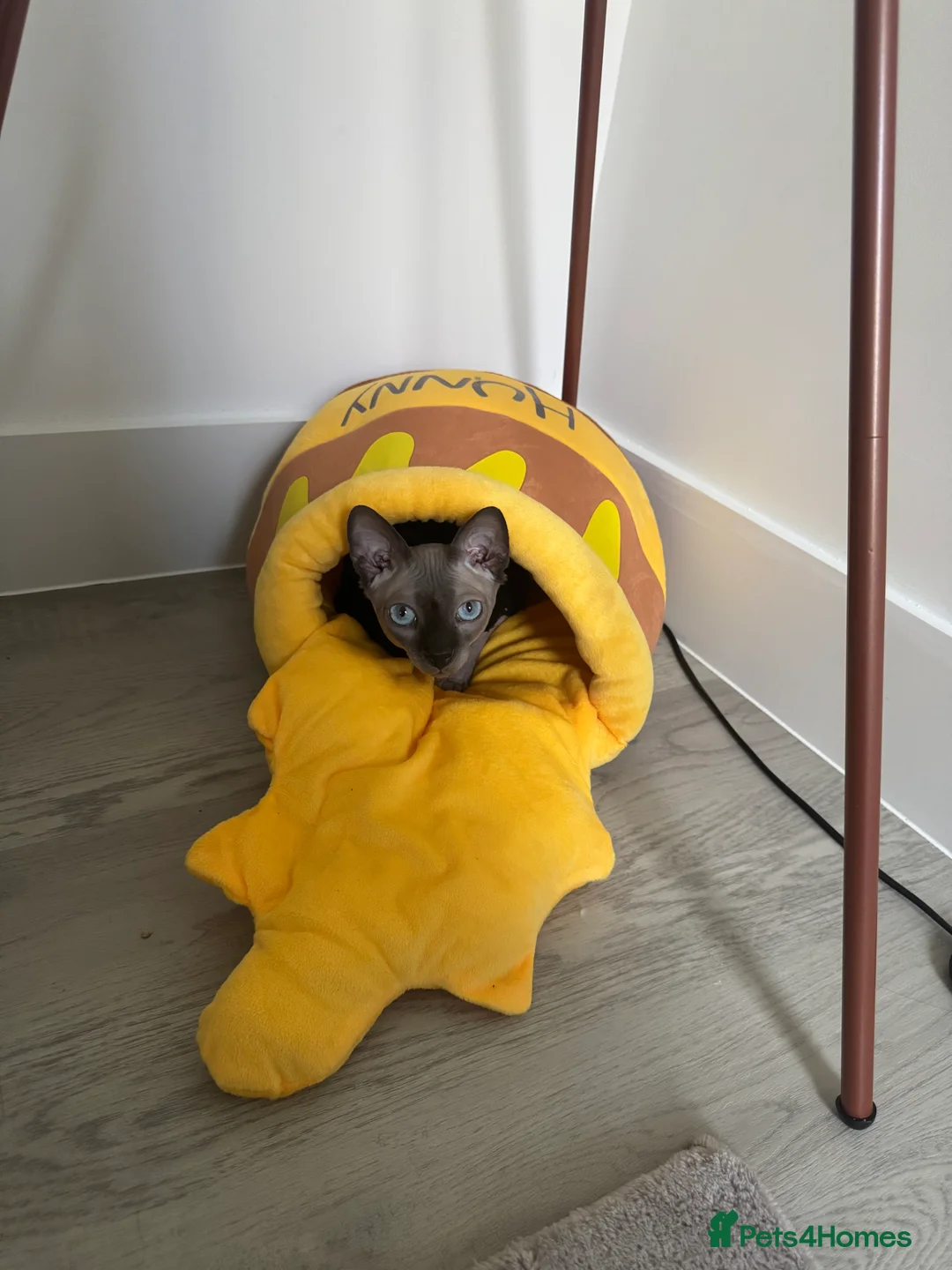 Sphynx cats for sale: Dobby - Advert 5