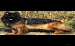 German Shepherd dogs for sale:  kc health tested long haired German shepherd pups - Image 5