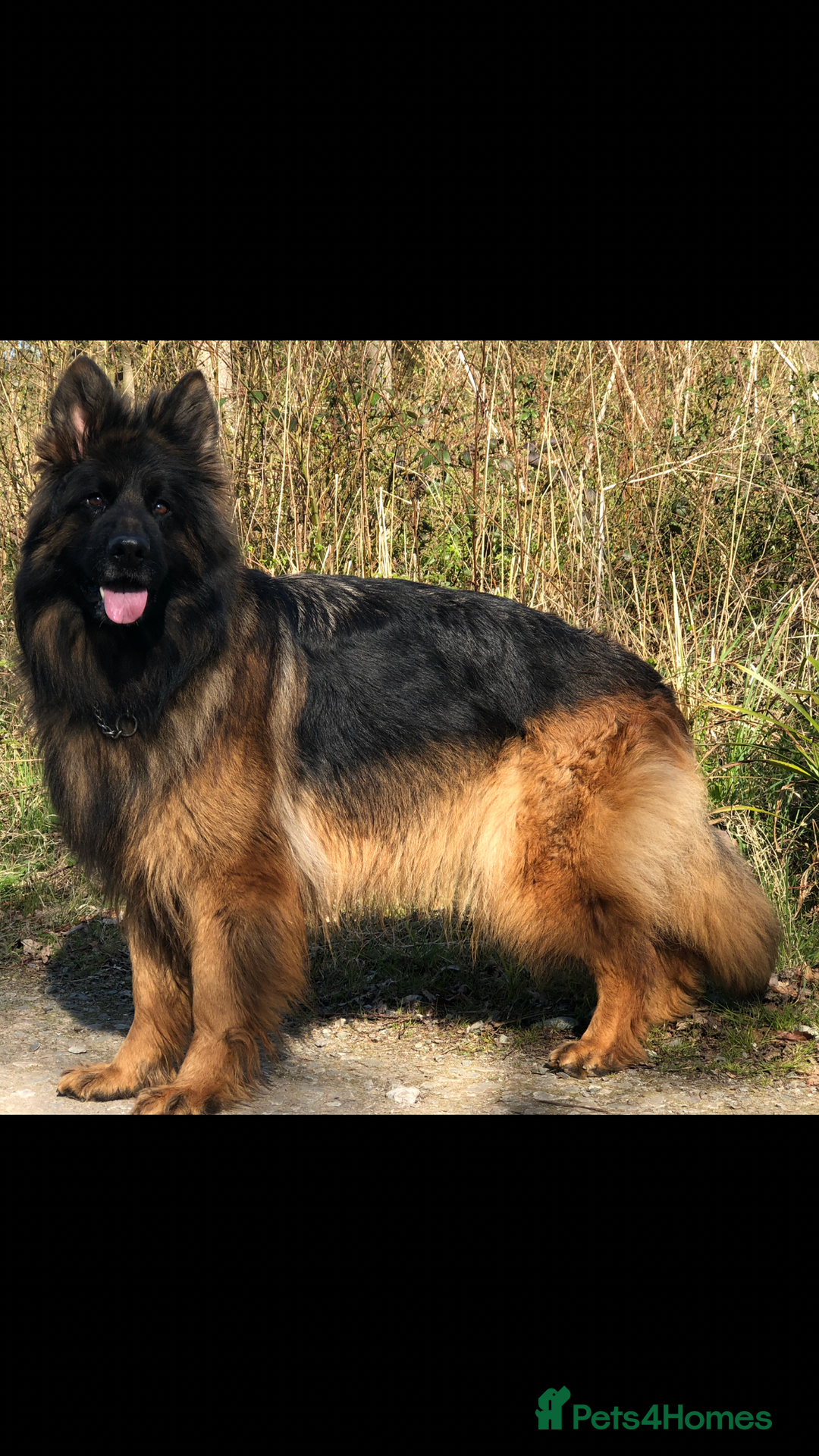 German Shepherd dogs for sale:  kc health tested long haired German shepherd pups - Image 5