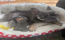 French Bulldog dogs for sale: French bulldog pups  - Image 8