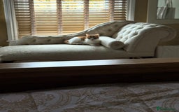 Domestic Shorthair cats for sale: Heartbreakingly a marriage breakup forces rehome - Image 5