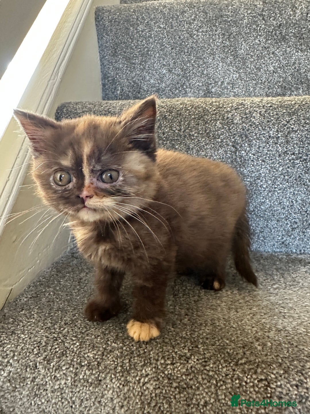 British Shorthair cats for sale: 😻LAST GORGEOUS TORTIE READY FOR NEW HOME😻🎀 - Advert 11
