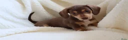 Miniature Dachshund dogs for sale: Miniature Dachshund  - Advert 2