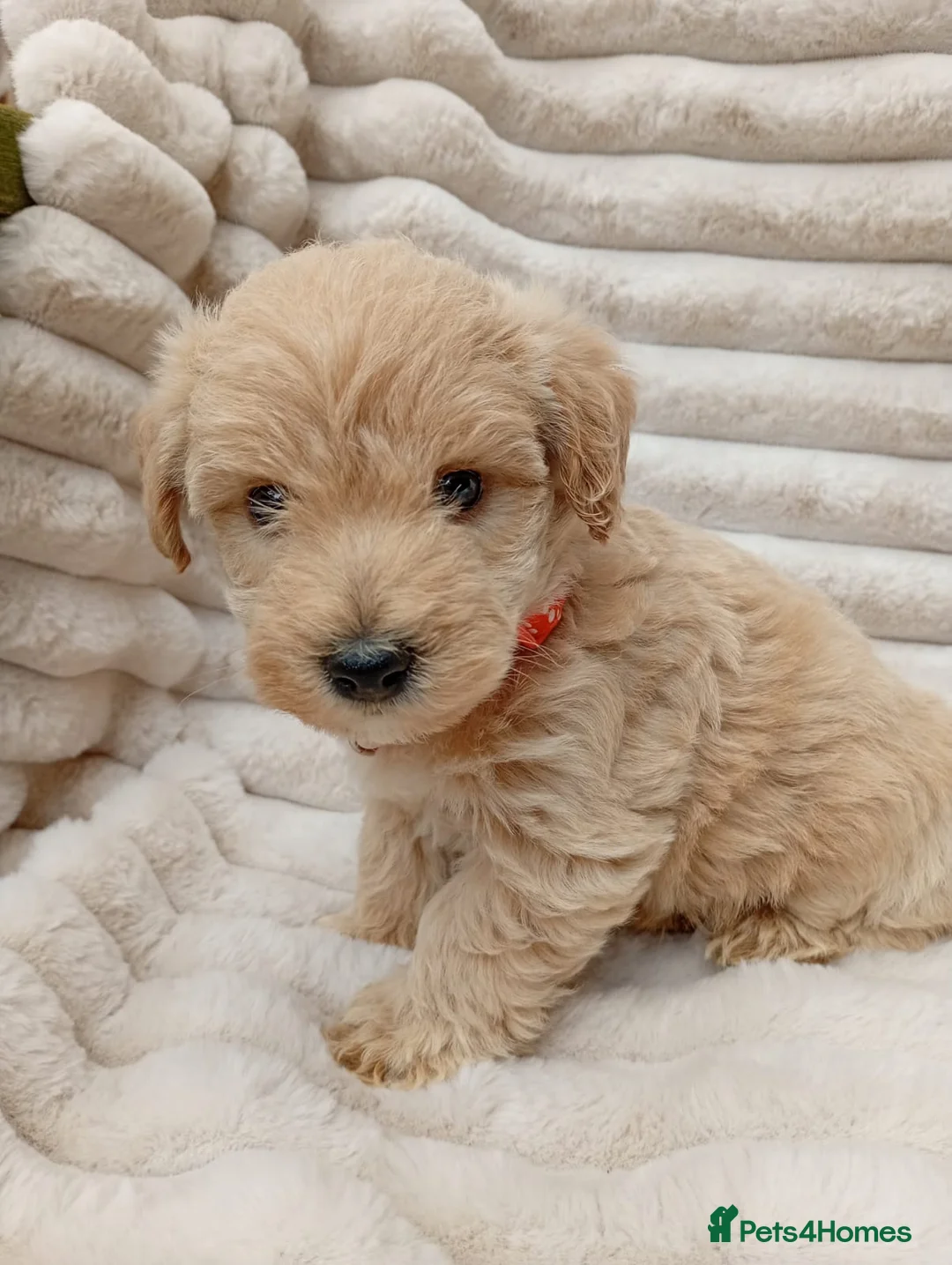 West Highland Terrier dogs for sale: Westiepoo puppies  - Advert 6