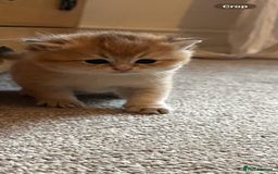 British Shorthair cats for sale: Gccf NY12 kittens world champion lines - Advert 14