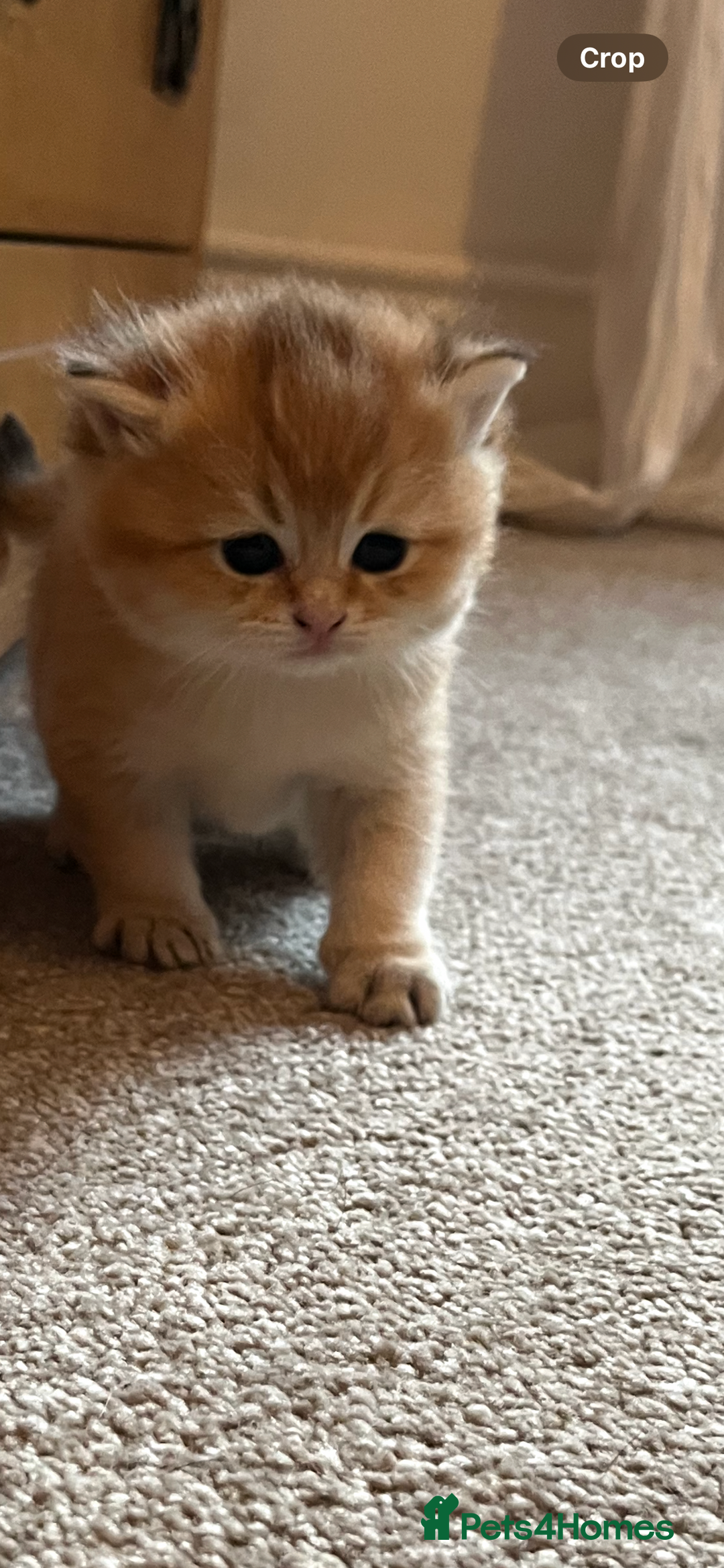 British Shorthair cats for sale: Gccf NY12 kittens world champion lines - Advert 14