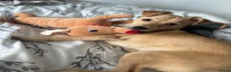 Mixed Breed dogs for sale: Patient loving dog looking for her forever home ❤️ - Advert 5