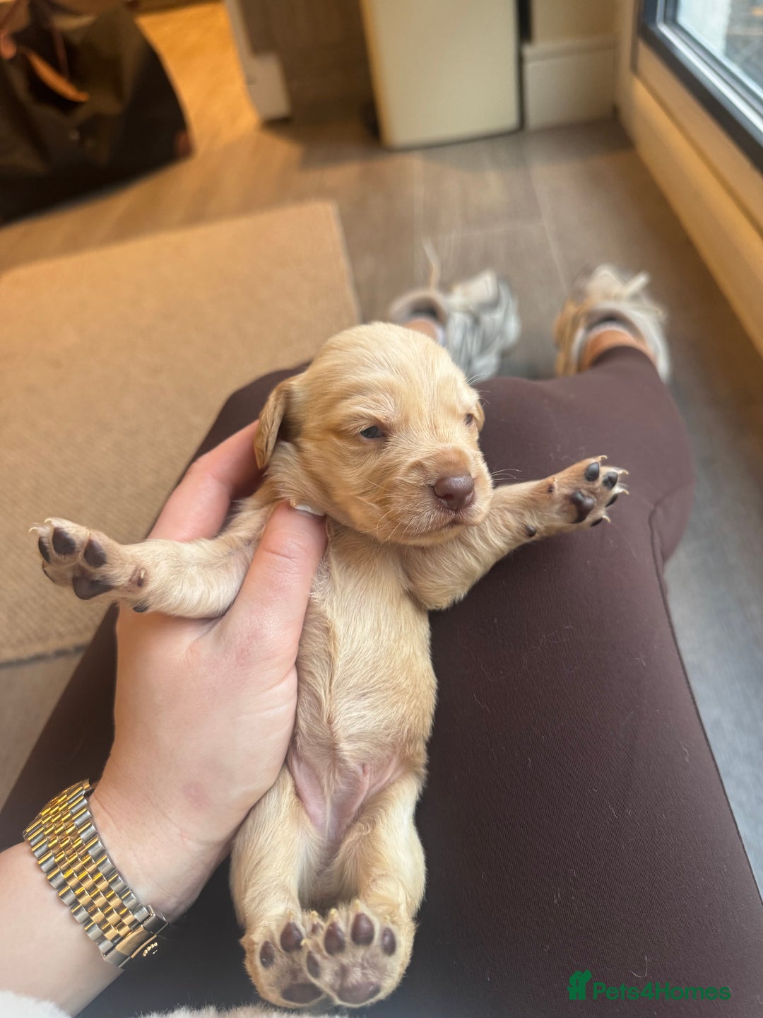 Cockerdor dogs for sale: Cockerdor/ Spanador Puppies. KC registered parents - Advert 23
