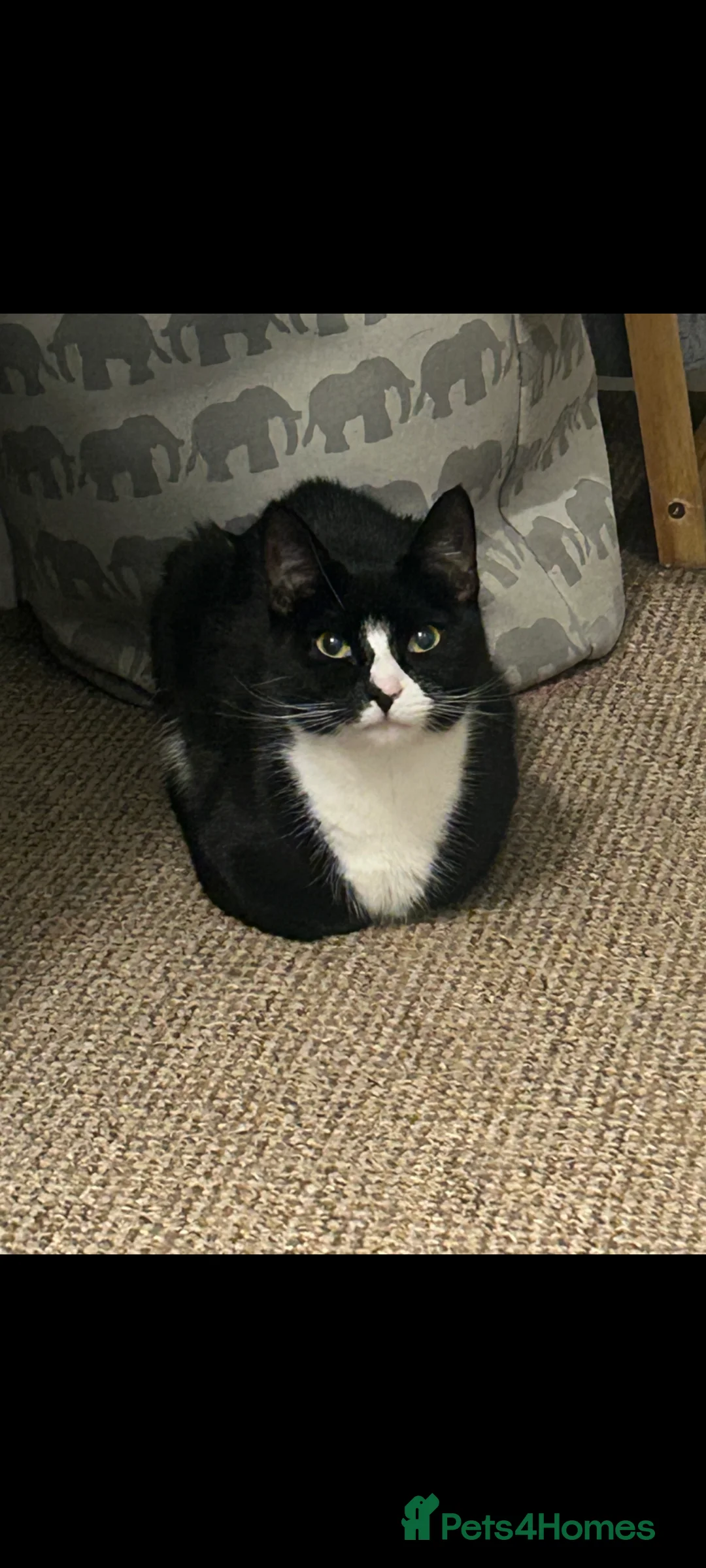 Mixed Breed cats for sale: Female cat  - Advert 1