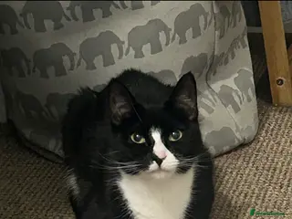 Mixed Breed cats Female cat - Advert 1