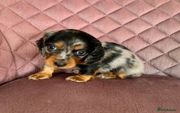 Miniature Dachshund dogs for sale: Beautiful litter of long haired mini dachshunds  - Image 21
