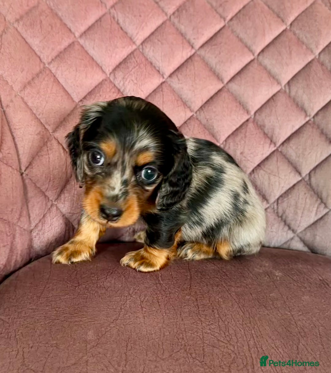 Miniature Dachshund dogs for sale: Beautiful litter of long haired mini dachshunds  - Image 21