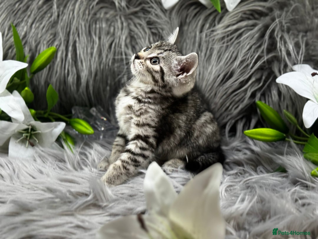 Egyptian Mau cats for sale: Exceptional Egyptian Mau & Bengal Kittens TICAreg - Image 9