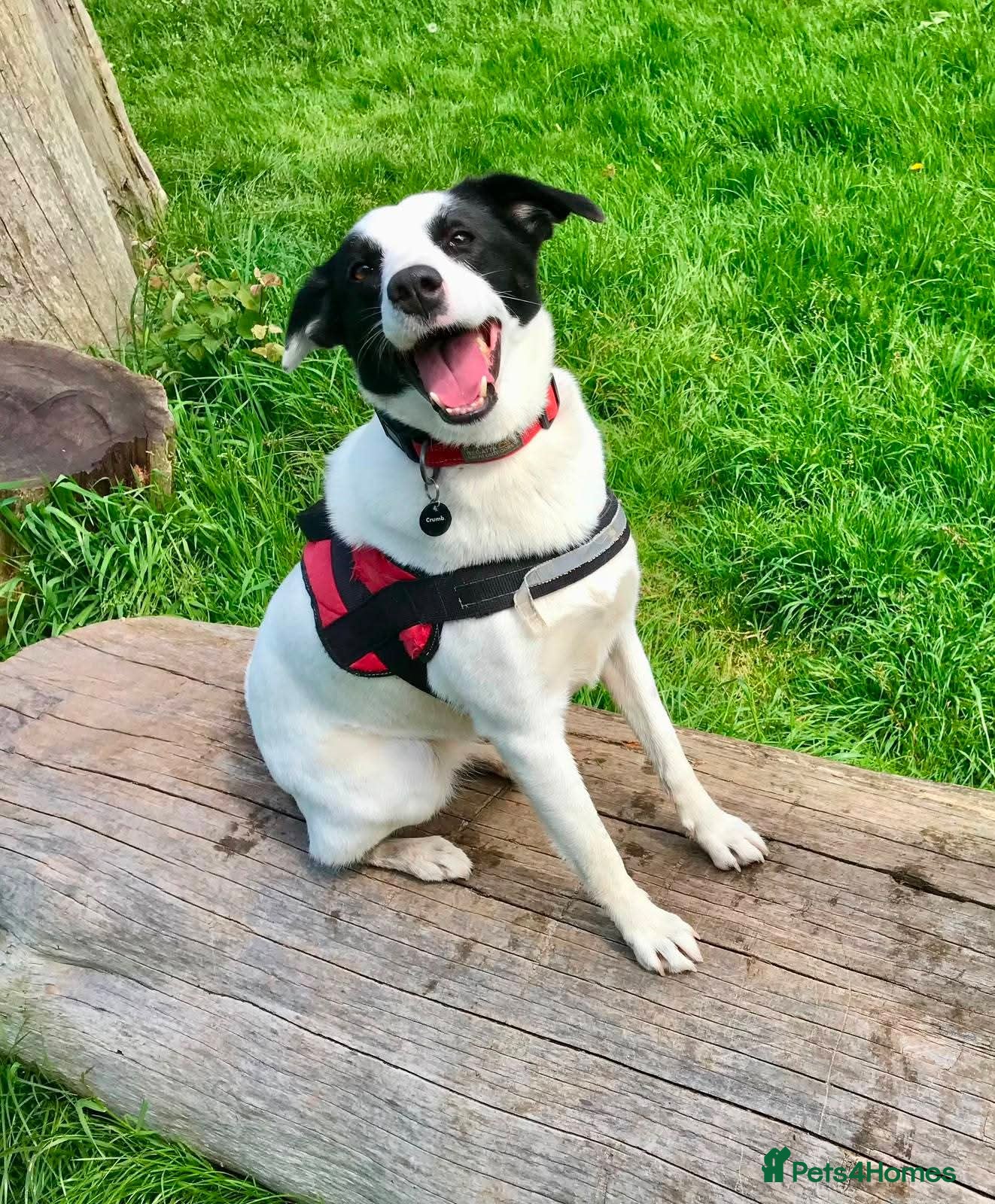 Mixed Breed dogs Meet Missy, currently residing in Devon - Advert 1