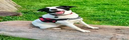 Mixed Breed dogs for adoption: Meet Missy, currently residing in Devon in Tiverton - Advert 1