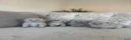 British Shorthair cats for sale: Stunning Lilac BSH kittens GCCF  - Advert 4