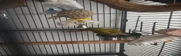 Conures birds for sale: Stunning 18mo male sun conure  in Swansea - Advert 4