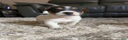 Mixed Breed dogs for sale: Beautiful mix of Sealyham terrier x jackrussel  - Advert 6