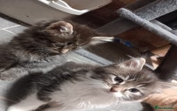 Maine Coon cats for sale: Beautiful maine coon/ full bengal kittens - Image 2