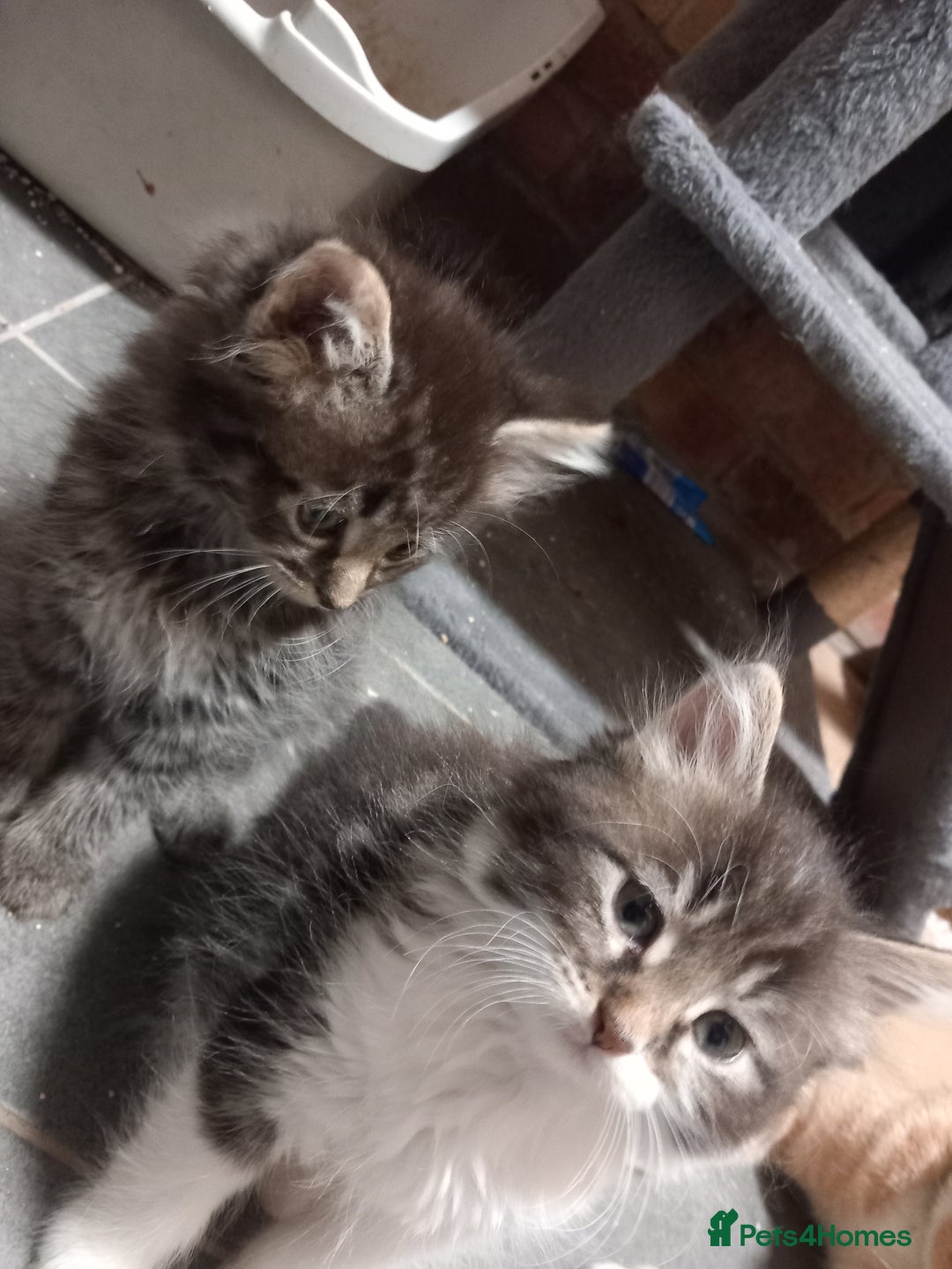 Maine Coon cats for sale: Beautiful maine coon/ full bengal kittens - Image 2