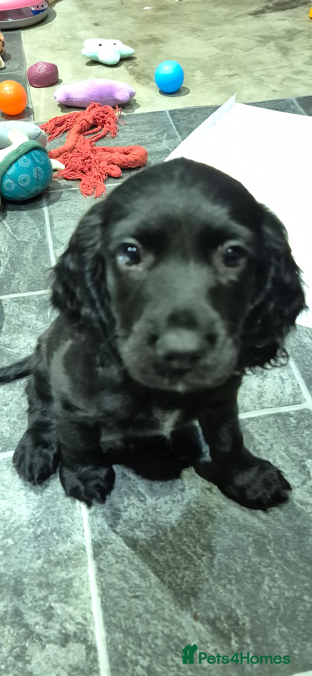 Sprocker dogs for sale: Sprocker spaniel puppies for new homes - Advert 5