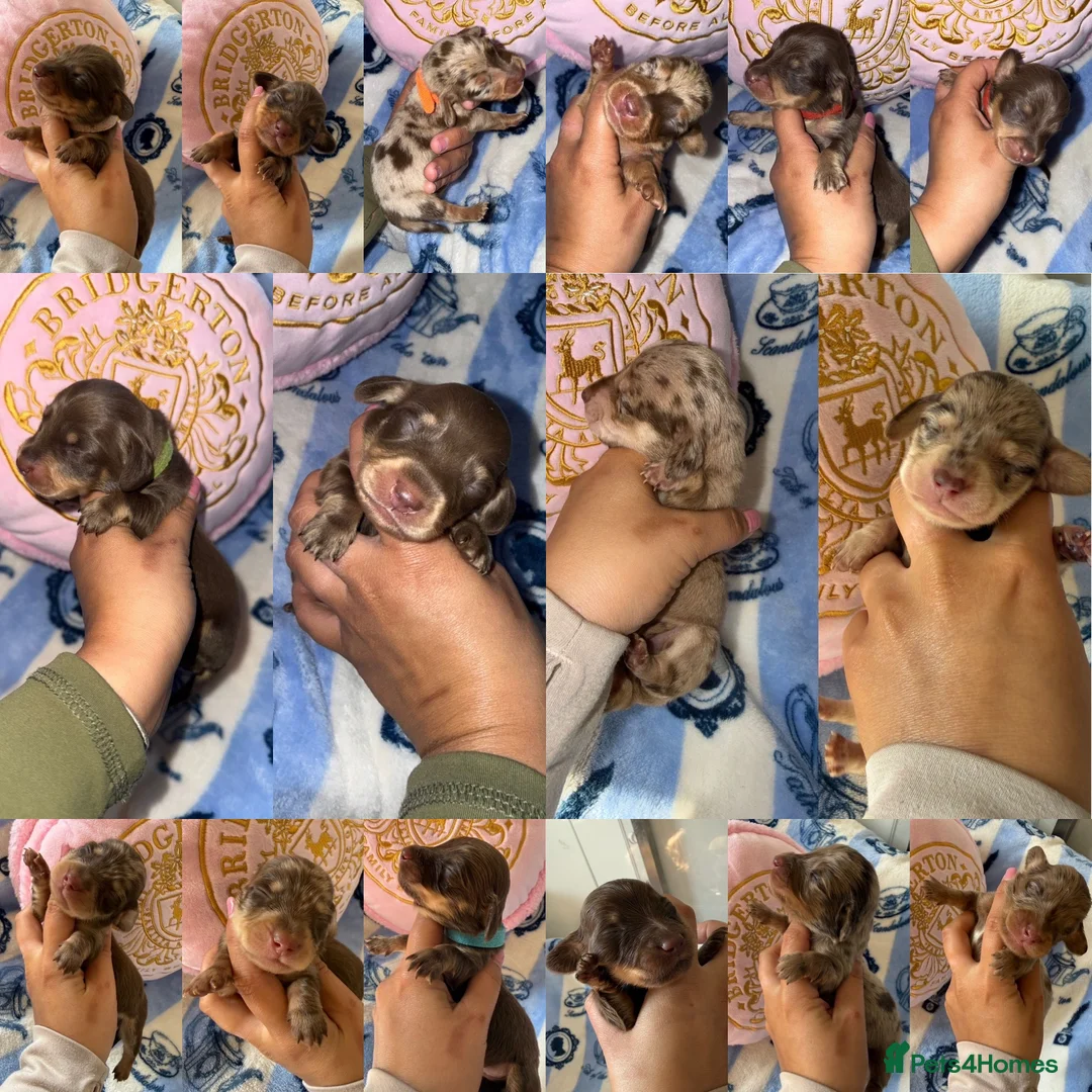 Miniature Dachshund dogs for sale: KC Miniature Dachshunds - PRA, DM and OI Clear - Advert 1