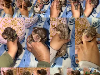 Miniature Dachshund dogs KC Miniature Dachshunds - PRA, DM and OI Clear - Advert 20