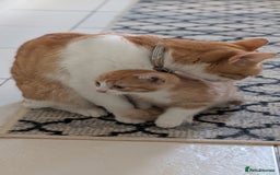 Mixed Breed cats for sale: Kitten for sale , ready to go asap  - Image 3