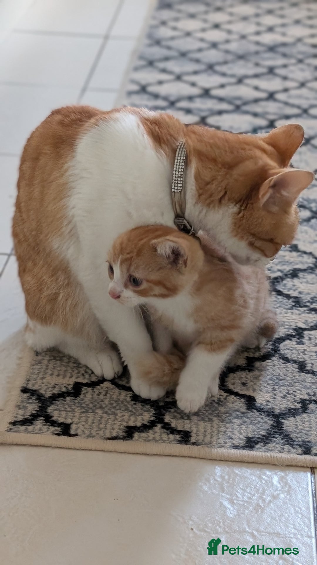 Mixed Breed cats for sale: Kitten for sale , ready to go asap  - Image 3