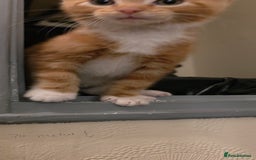 Domestic Shorthair cats for sale: Gorgeous Male Kitten - Image 2