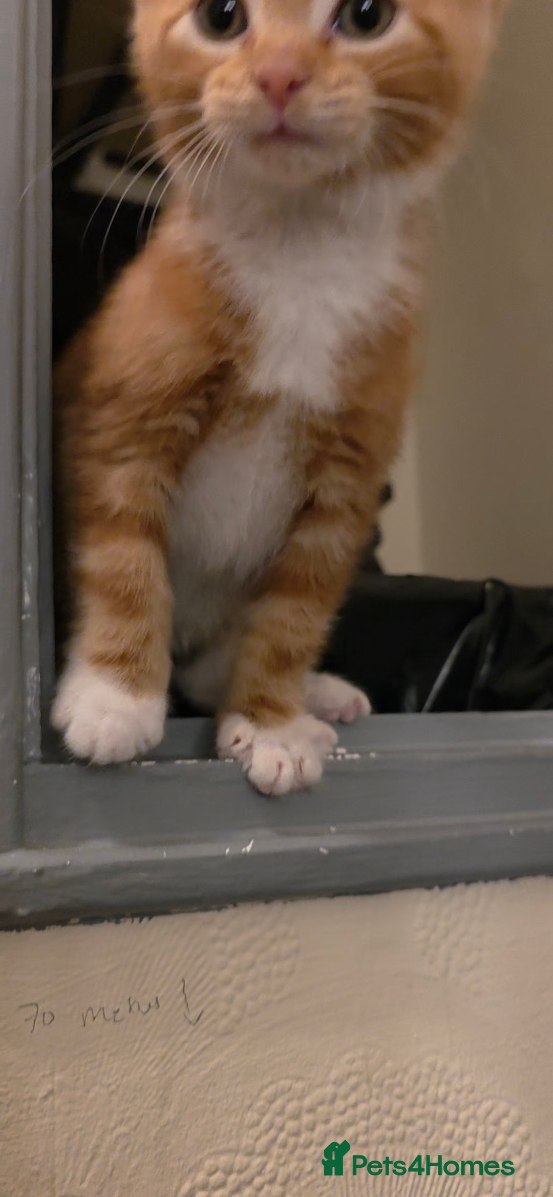 Domestic Shorthair cats for sale: Gorgeous Male Kitten - Image 2