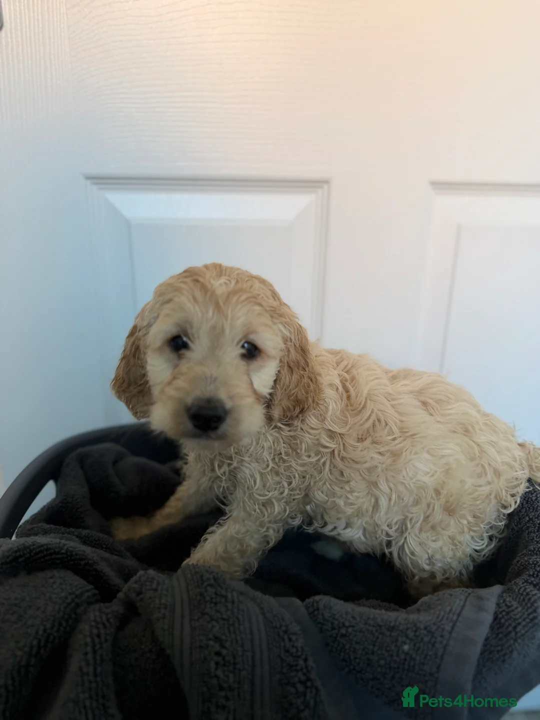 Cavapoo dogs for sale: Cavapoo (ready to leave) - Advert 6