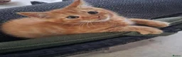 Maine Coon cats for sale: Beautiful Maine Coon Boy - Advert 6