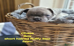 French Bulldog dogs for sale: French bulldog FLUFFY pups - Image 6