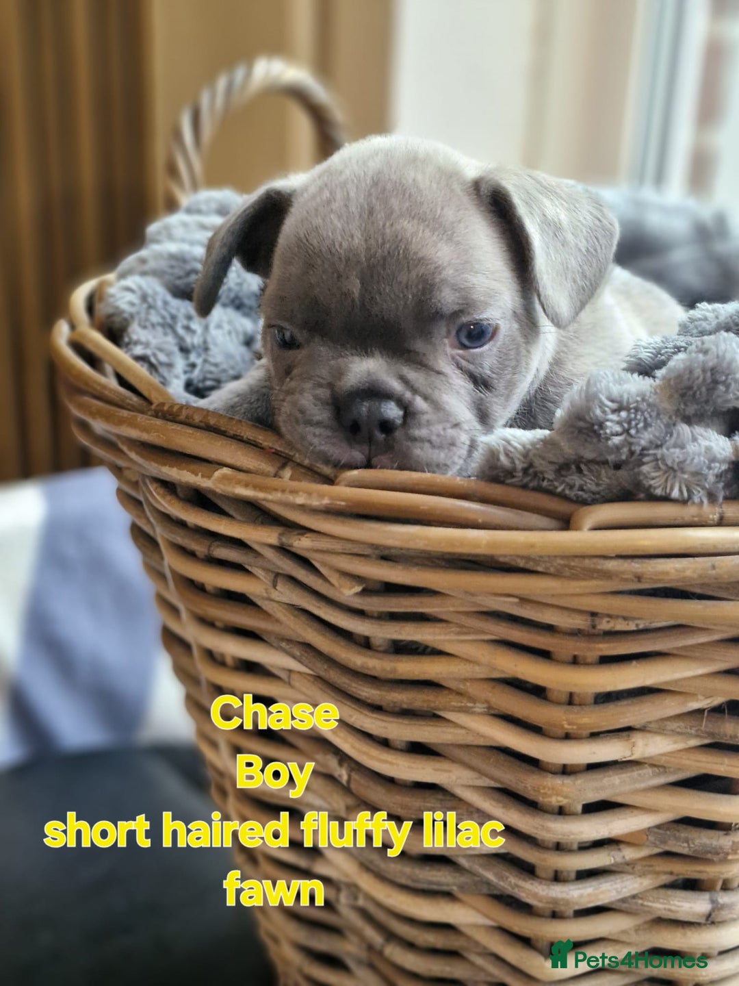 French Bulldog dogs for sale: French bulldog FLUFFY pups - Image 6