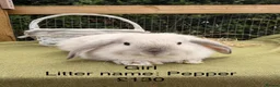 Mini Lop rabbits for sale: Mini lop babies! Lots of colours!  - Advert 5