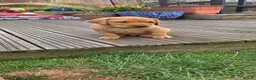 Labrador Retriever dogs for sale: KC Reg. Fox Red Labrador Pups from Working Lines - Advert 13
