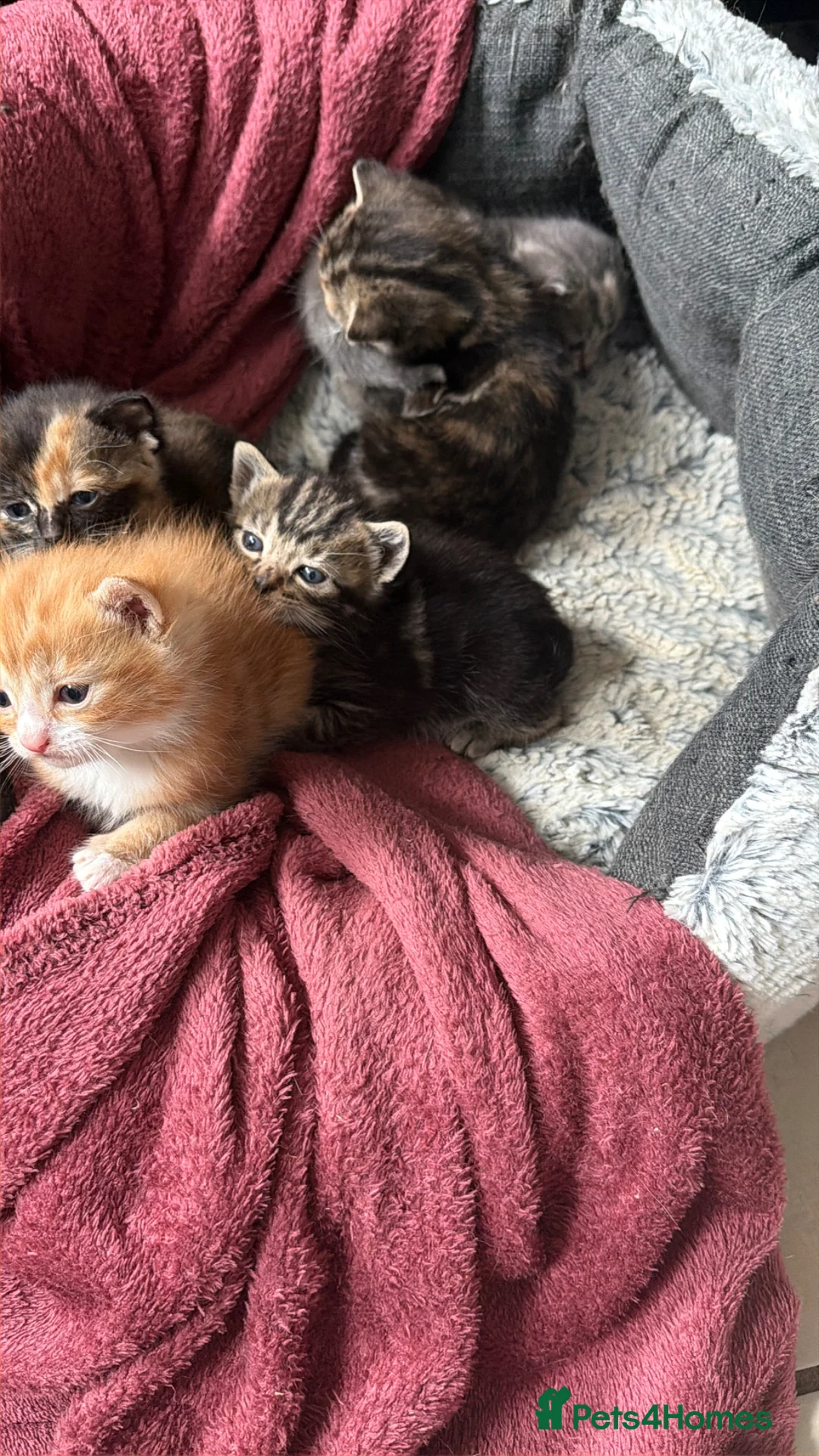 Mixed Breed cats for sale: 5 mixed breed kitten  - Advert 6