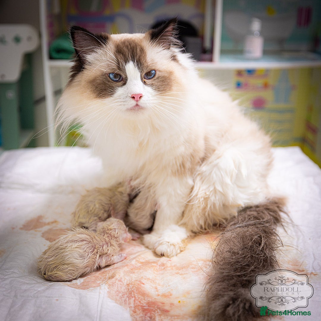 Ragdoll cats for sale: Ragdoll Blue Bicolor Kitten Boy TICA - Image 4