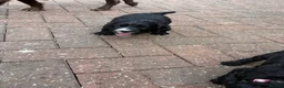 Sprocker dogs for sale: Beautiful sprocker puppies  - Advert 8
