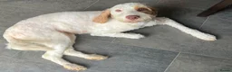 Cockapoo dogs for sale: Absolutely beautiful girl - Advert 10