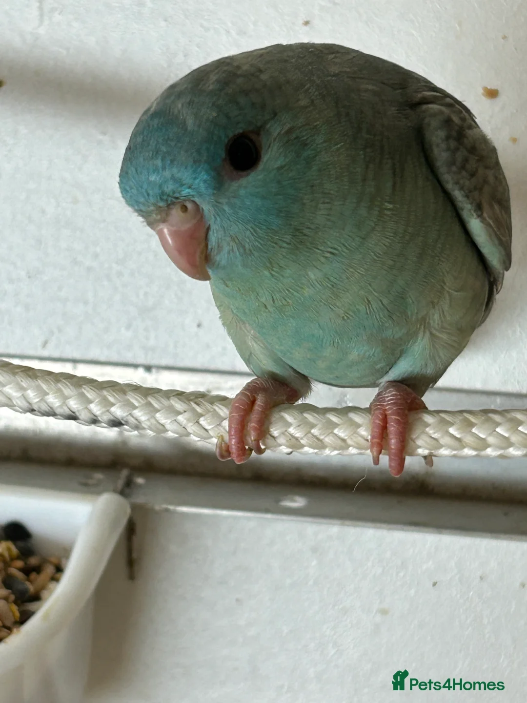 Parakeets birds for sale: Linnie for sale - Advert 1