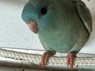 Parakeets birds Linnie for sale - Advert 1