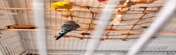 Budgerigars birds for sale:  Friendly Budgies – Bluey, Cip Nibble Large Cage  - Advert 3