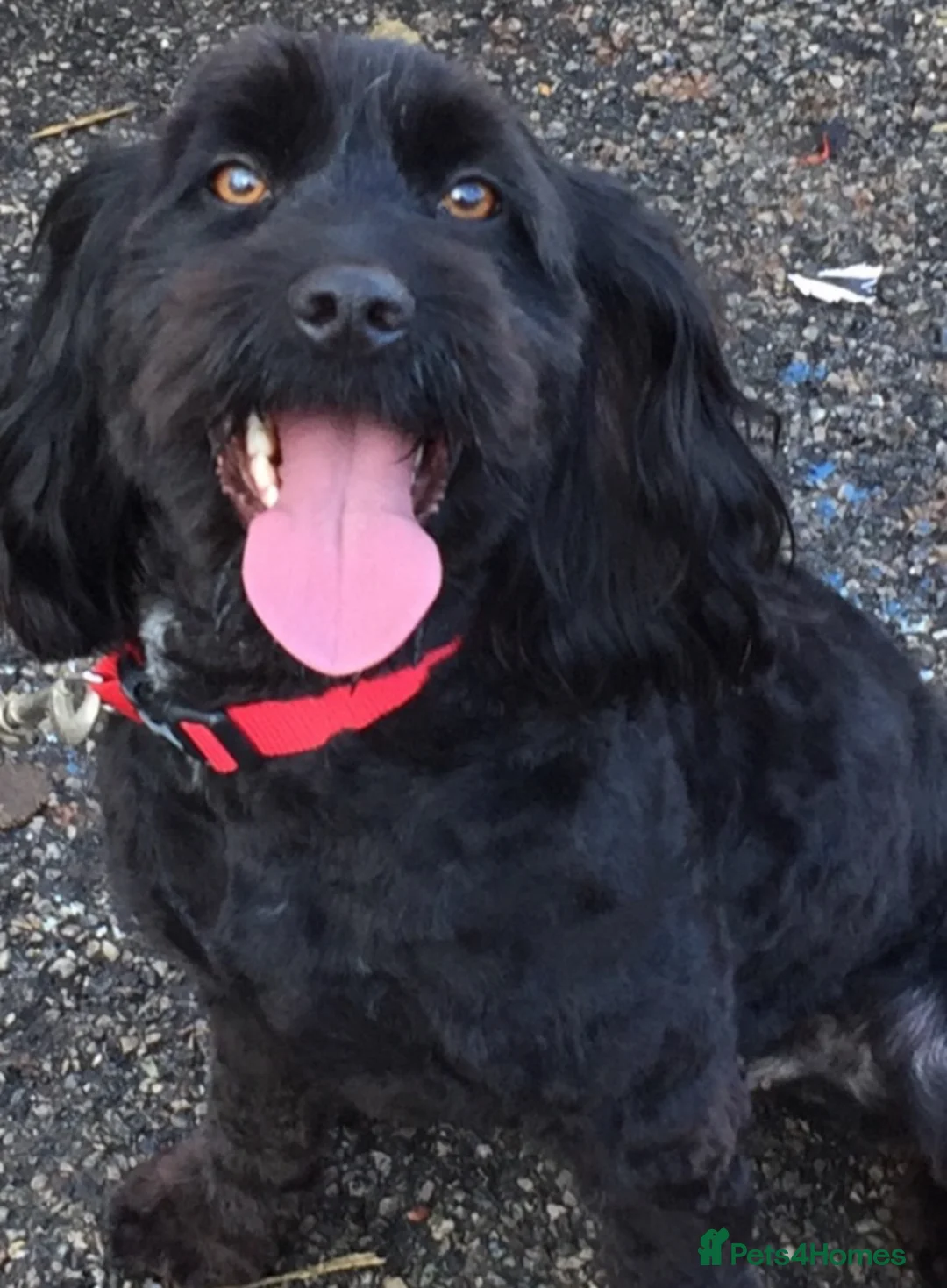 Cockapoo dogs for sale: Cockapoo puppies  in Cranleigh - Advert 6