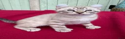 Keetso cats for sale: Superb very rare polydactyl curled eared keetsos  - Advert 29