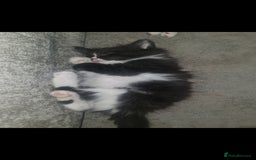 British Longhair cats for sale: Beautiful playful kittens  - Image 4
