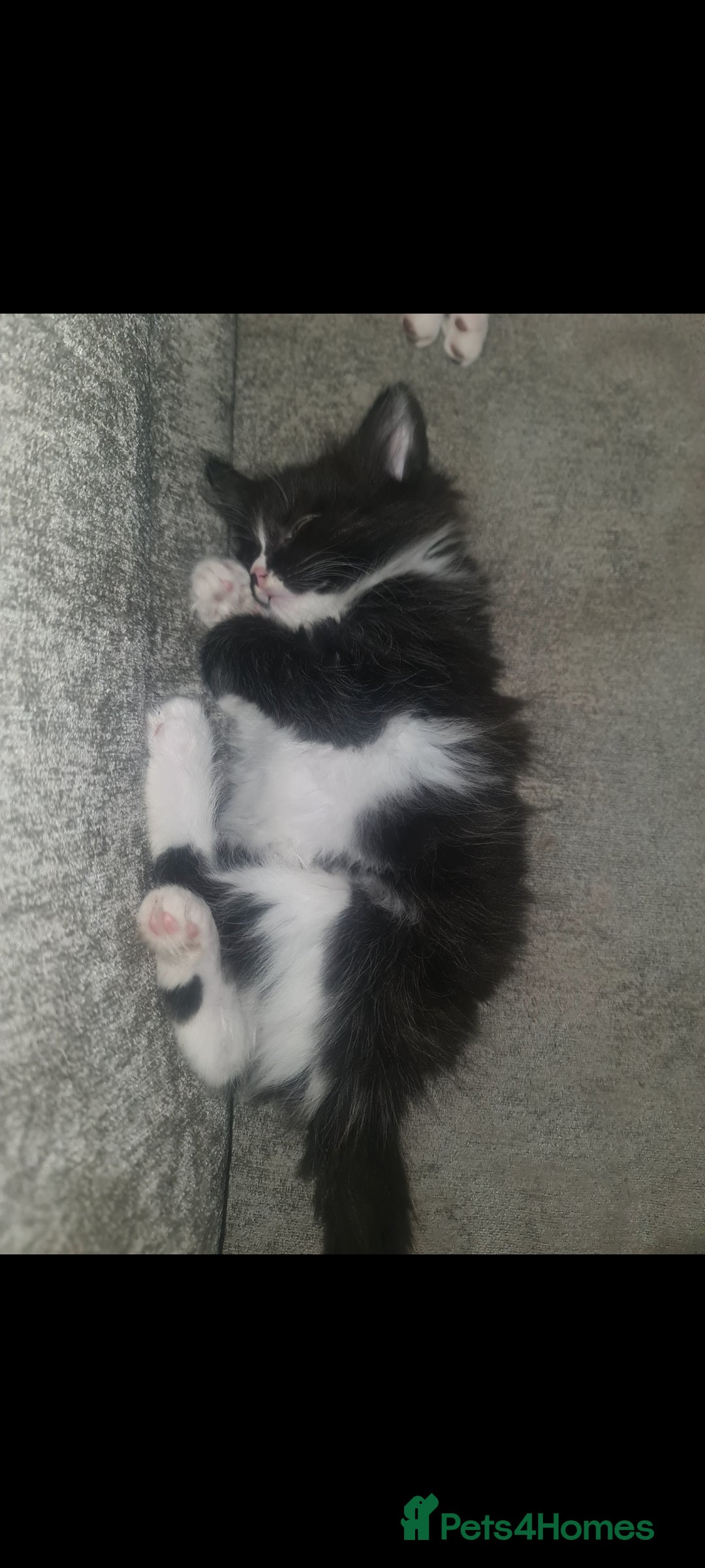 British Longhair cats for sale: Beautiful playful kittens  - Image 4