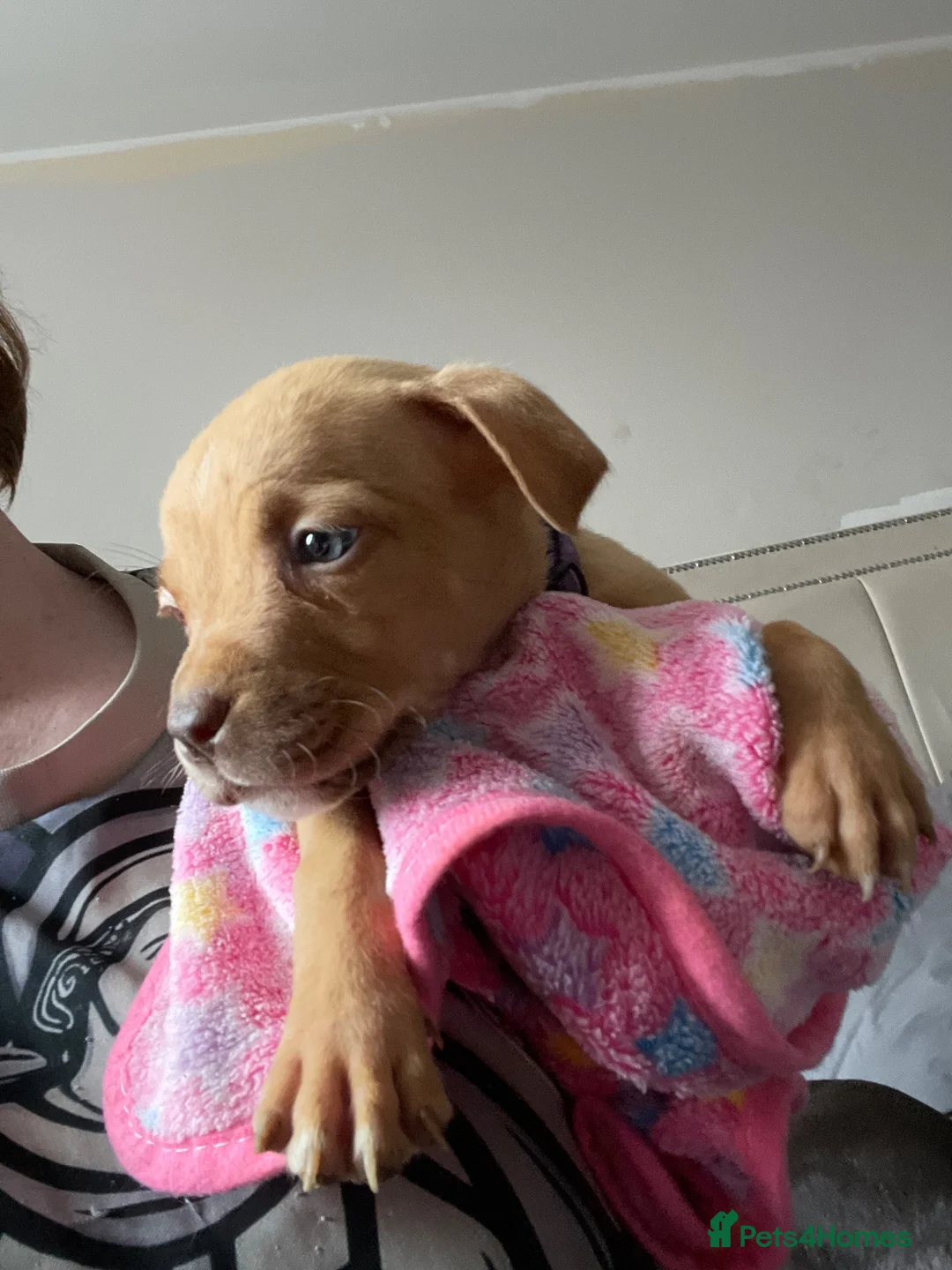 Mixed Breed dogs for sale: 2 cane corso x staffy girls  in Birmingham - Advert 2