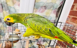 Parrots birds for sale: Hand tamed talking blue fronted Amazon parrot  - Image 6